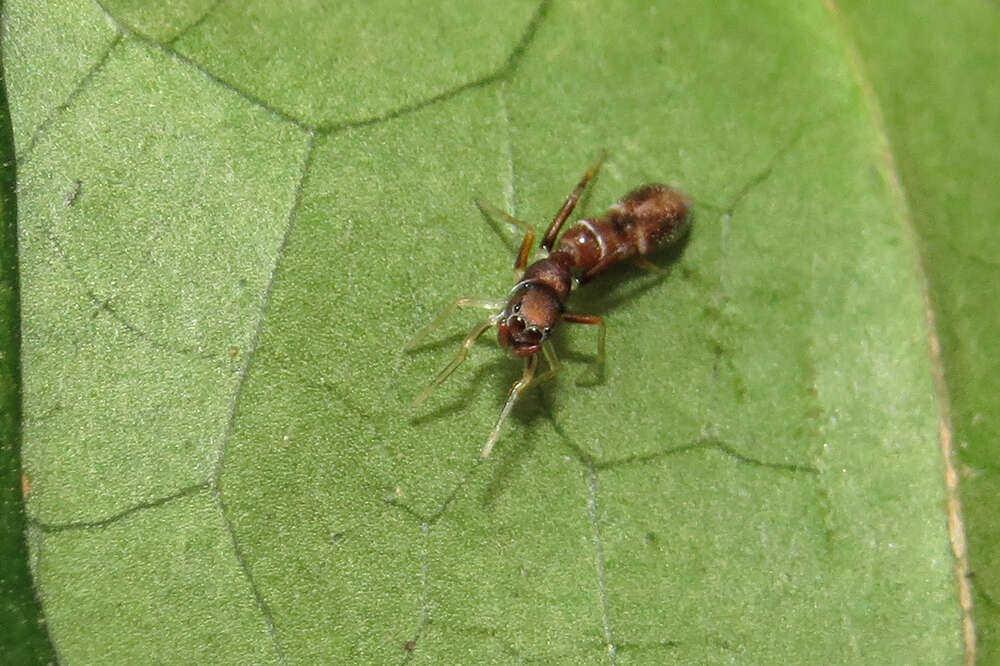 Image of Synemosyna aurantiaca (Mello-Leitão 1917)