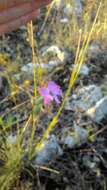 Image of Dianthus sylvestris subsp. longicaulis (Ten.) Greuter & Burdet