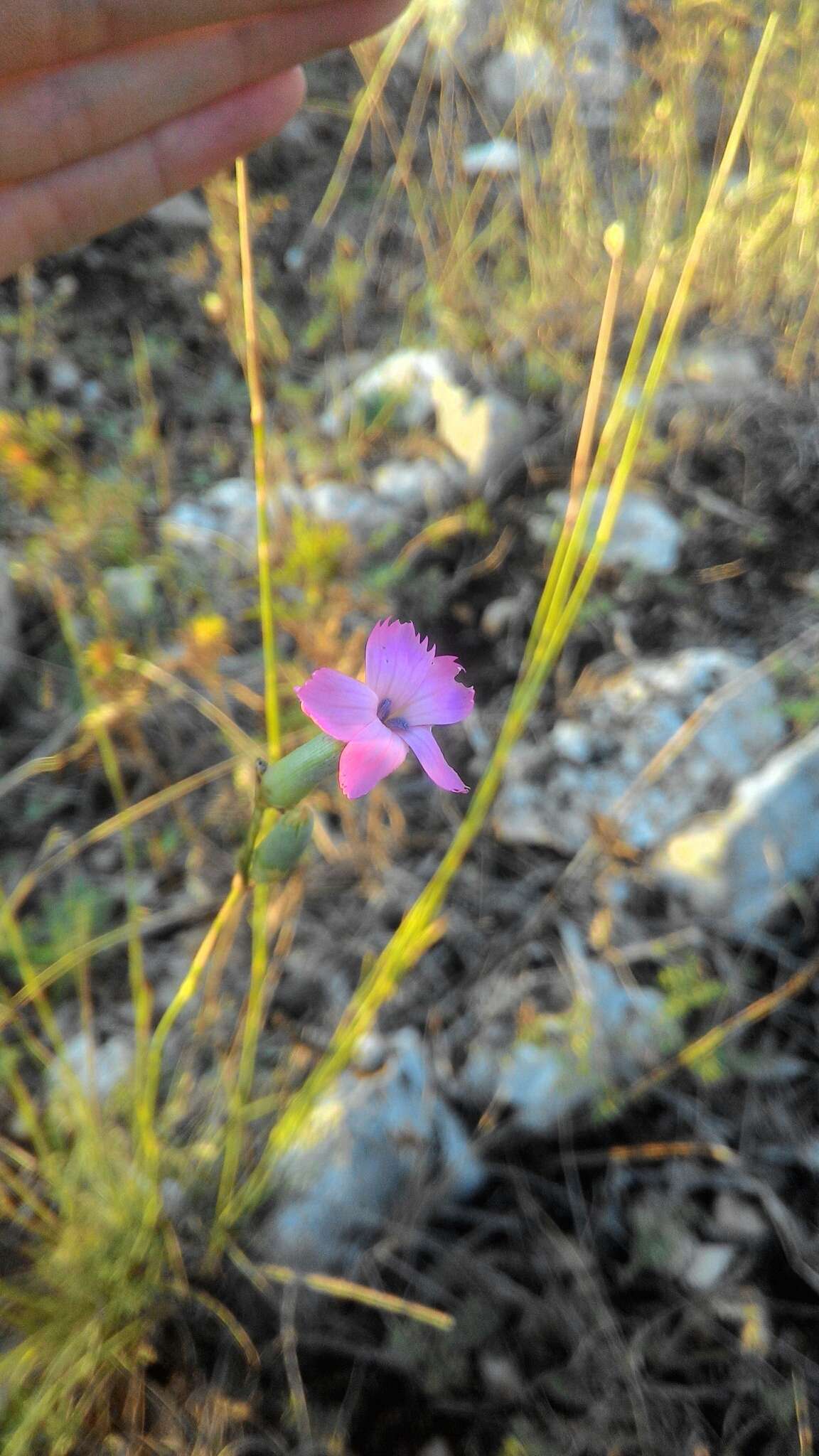 Image of Dianthus sylvestris subsp. longicaulis (Ten.) Greuter & Burdet