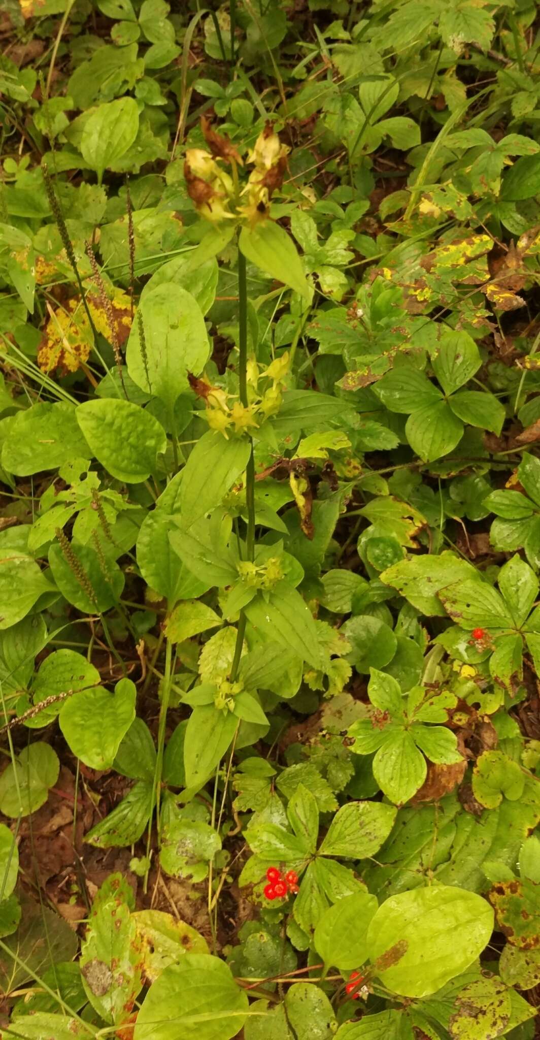 Image of American spurred gentian