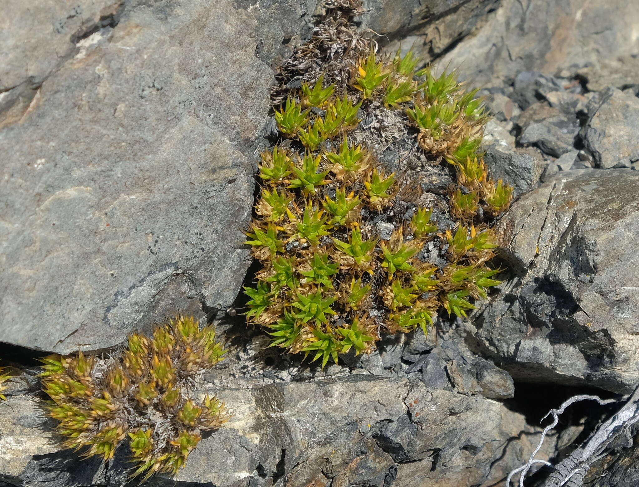 Image of Colobanthus buchananii T. Kirk