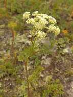 Image of Peucedanum vaginatum Ledeb.