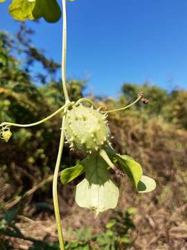 Image of luffa