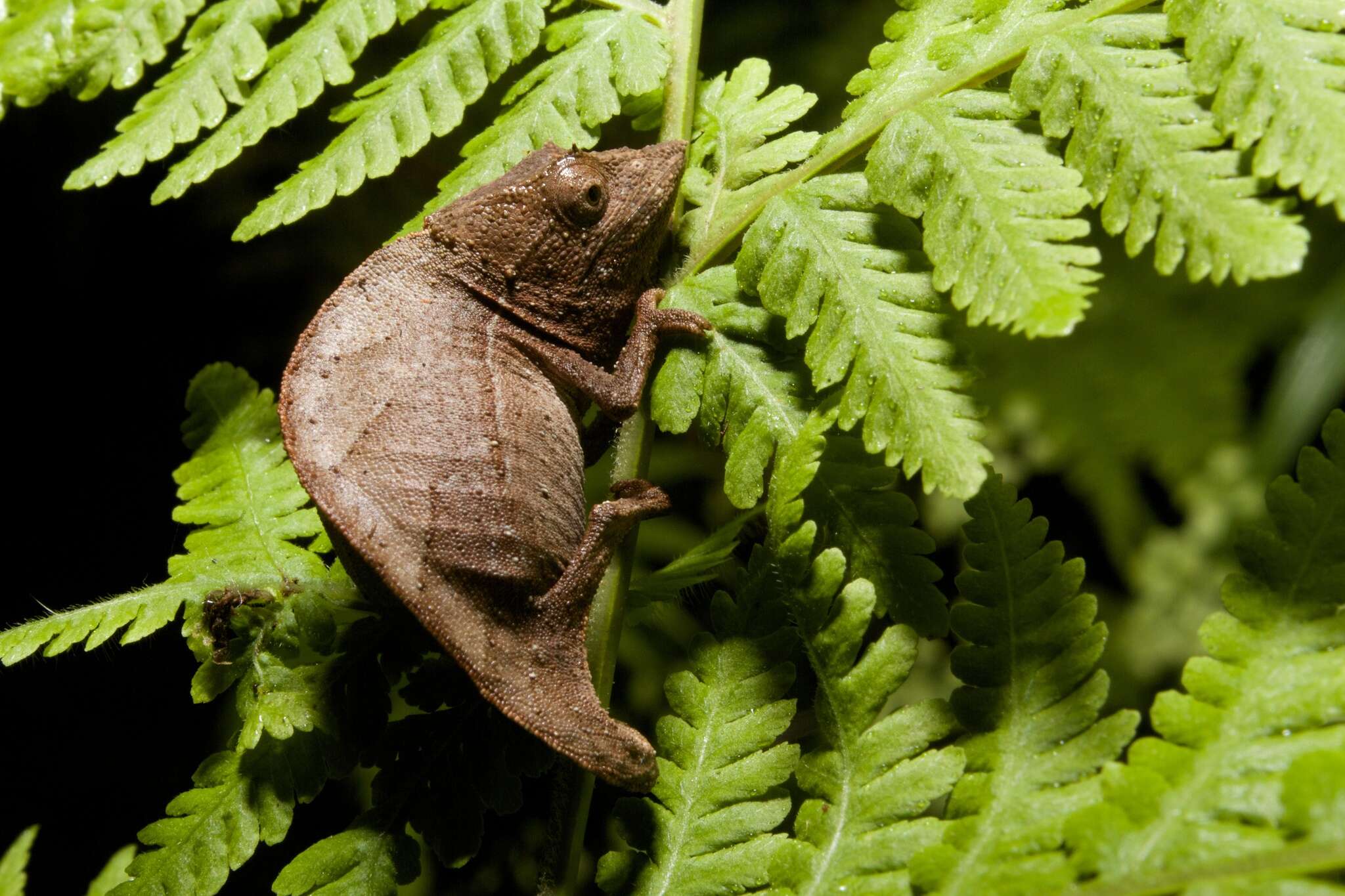 Image of Elongate Leaf Chameleon