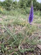 Image of spiked speedwell