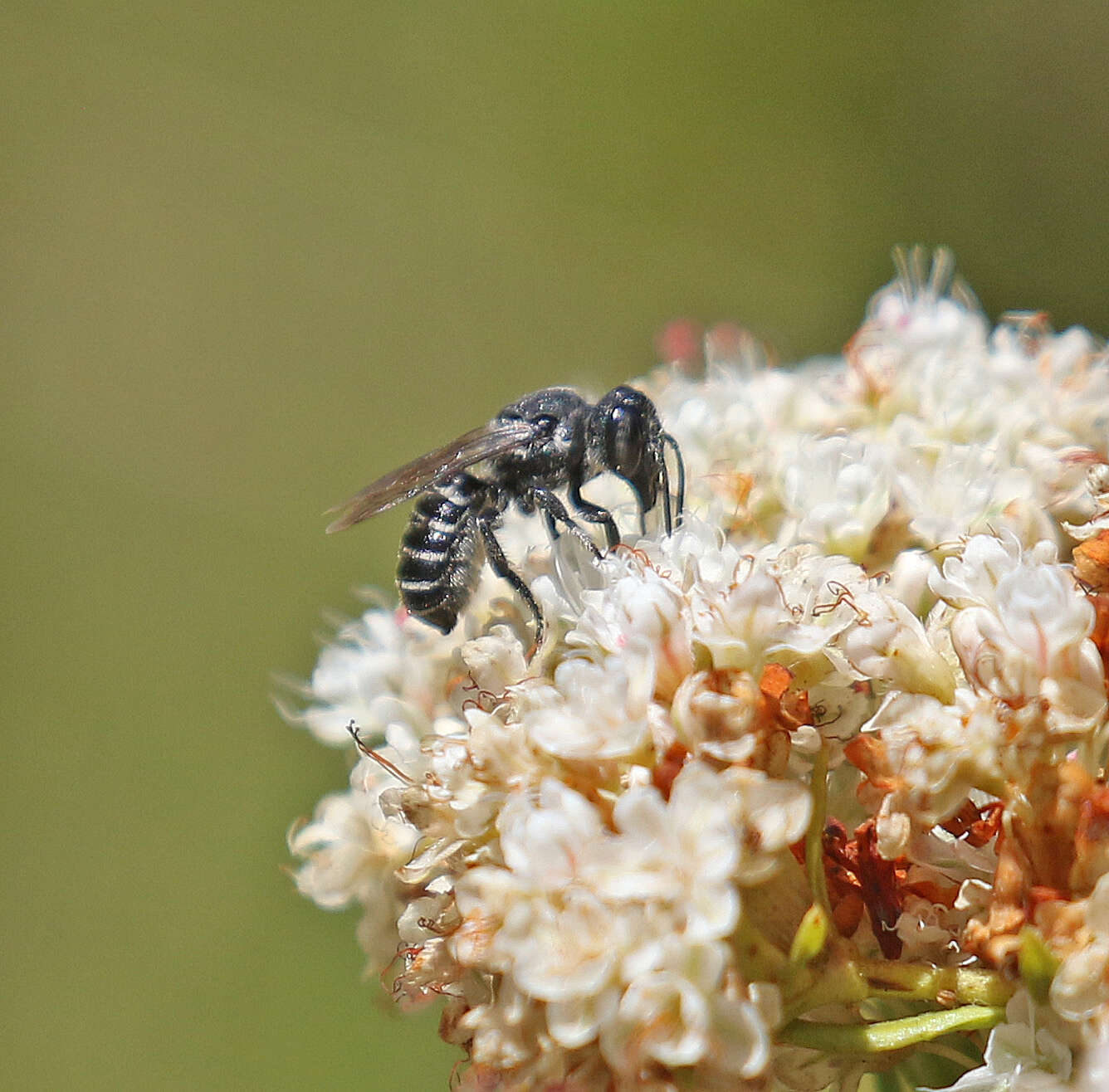 Image of Megachile angelarum Cockerell 1902