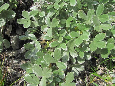 Image of Potentilla oweriniana Rupr. ex Boiss.