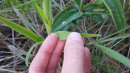 Image of Habenaria trifida Kunth