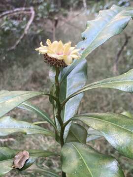 Sivun Eupomatia bennettii F. Müll. kuva