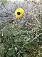 Image of Ranunculus asiaticus