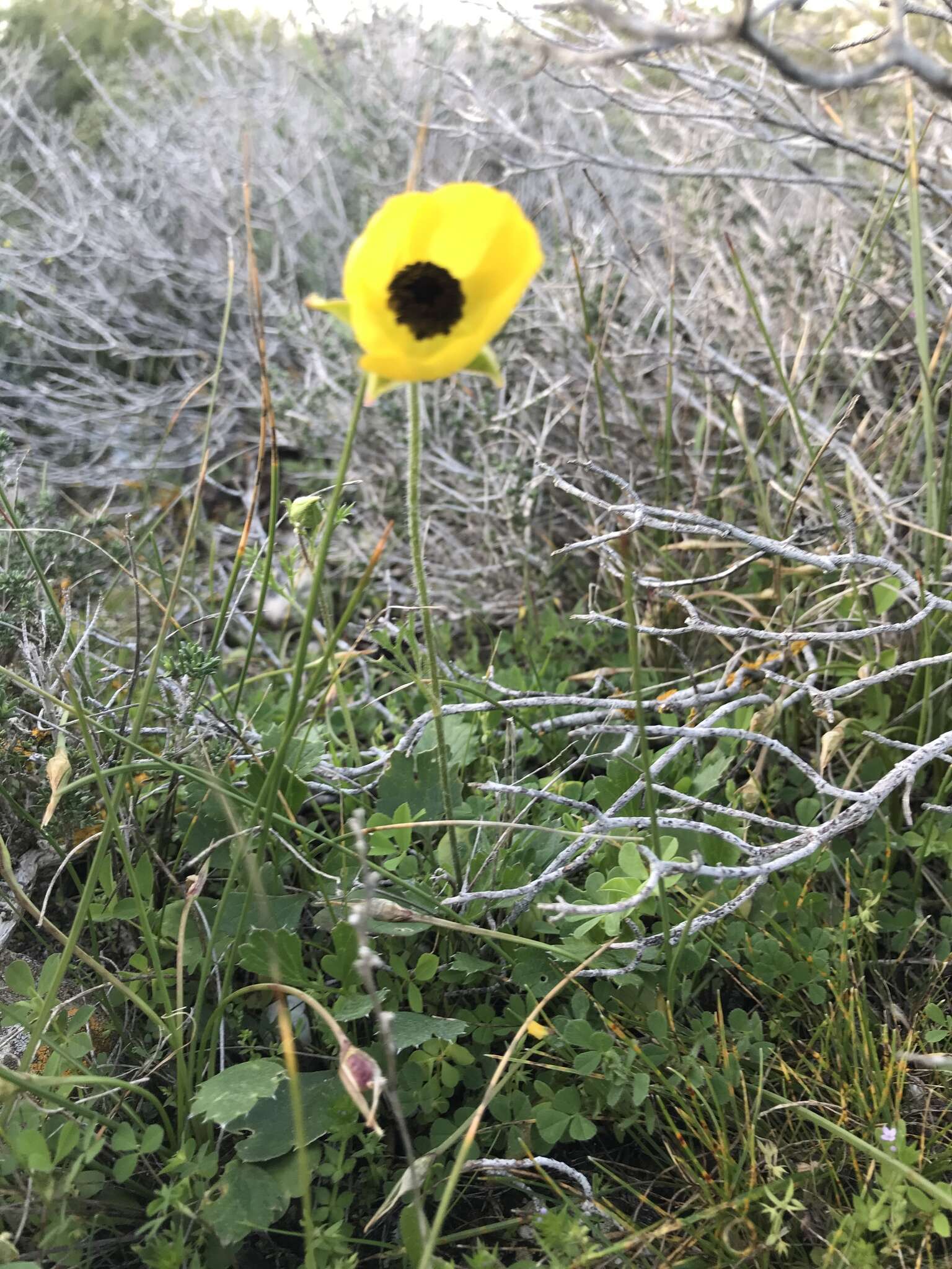 Image of Ranunculus asiaticus