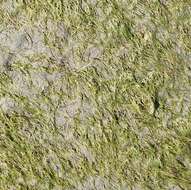 صورة Zostera japonica Asch. & Graebn.