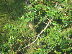 Image of Orange-spotted Bulbul
