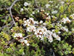 صورة Kunzea tenuicaulis de Lange