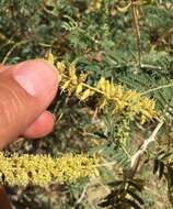 Image de Prosopis farcta (Banks & Sol.) J. F. Macbr.