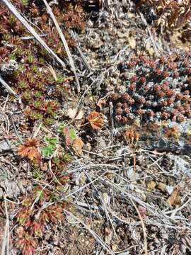 Image of Potentilla rupifraga A. P. Khokhryakov