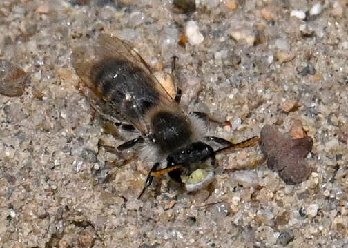 Image of Andrena wellesleyana Robertson 1897