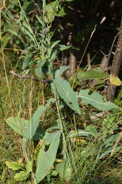 صورة Carduus defloratus subsp. summanus (Pollini) Arcang.