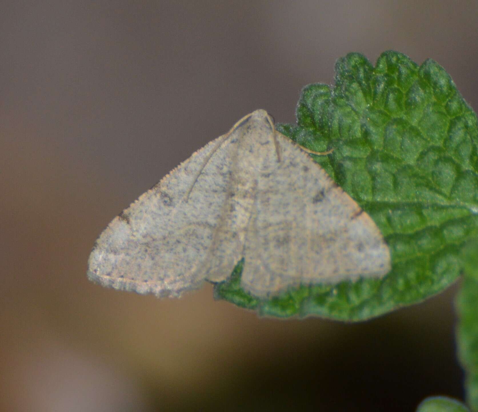 Image of Digrammia minuta