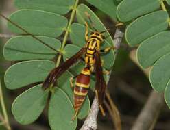 Image de Polistes cubensis Lepeletier 1836