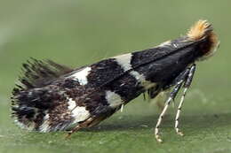 Image of Callisto denticulella (Thunberg 1794)