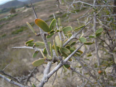 Plancia ëd Gloveria integrifolia (L. fil.) M. Jordaan