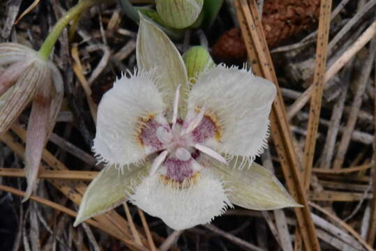 صورة Calochortus westonii Eastw.