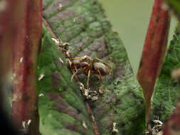 Image de Lasius pallitarsis (Provancher 1881)