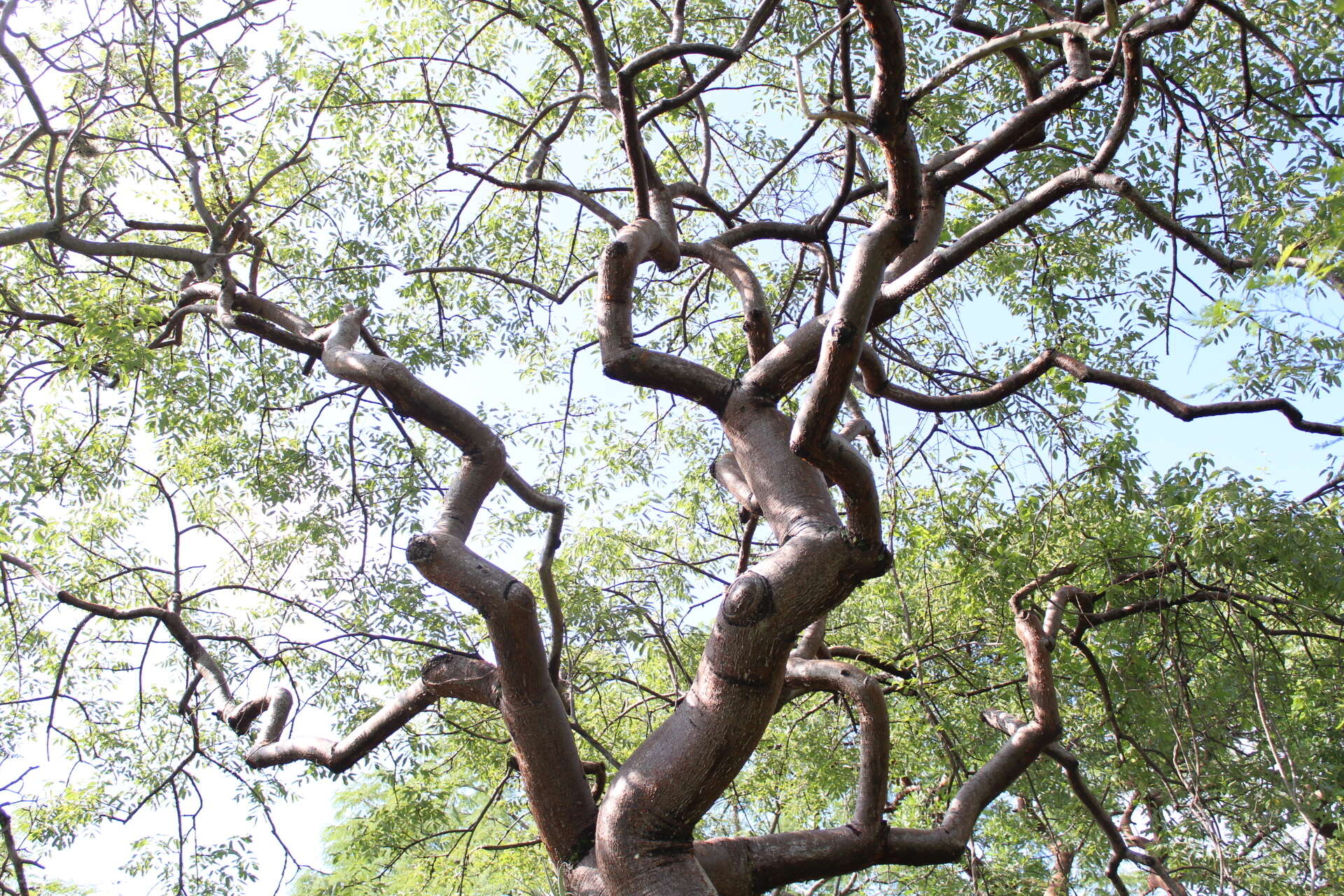 Image of Bursera lancifolia (Schltdl.) Engl.