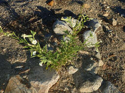 Image of desert tobacco,