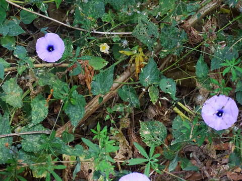 Imagem de Ipomoea ternifolia Cav.