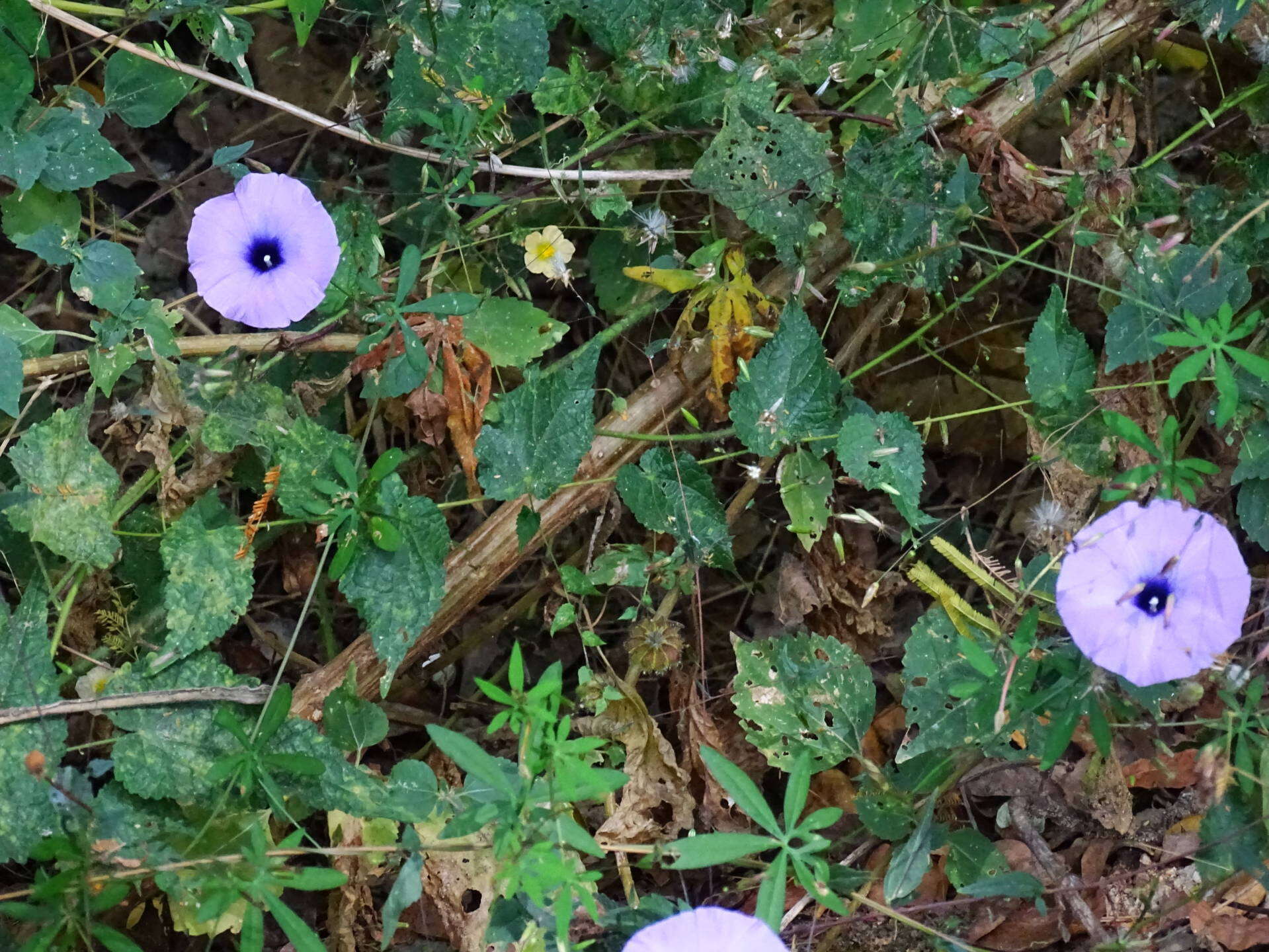 Imagem de Ipomoea ternifolia Cav.