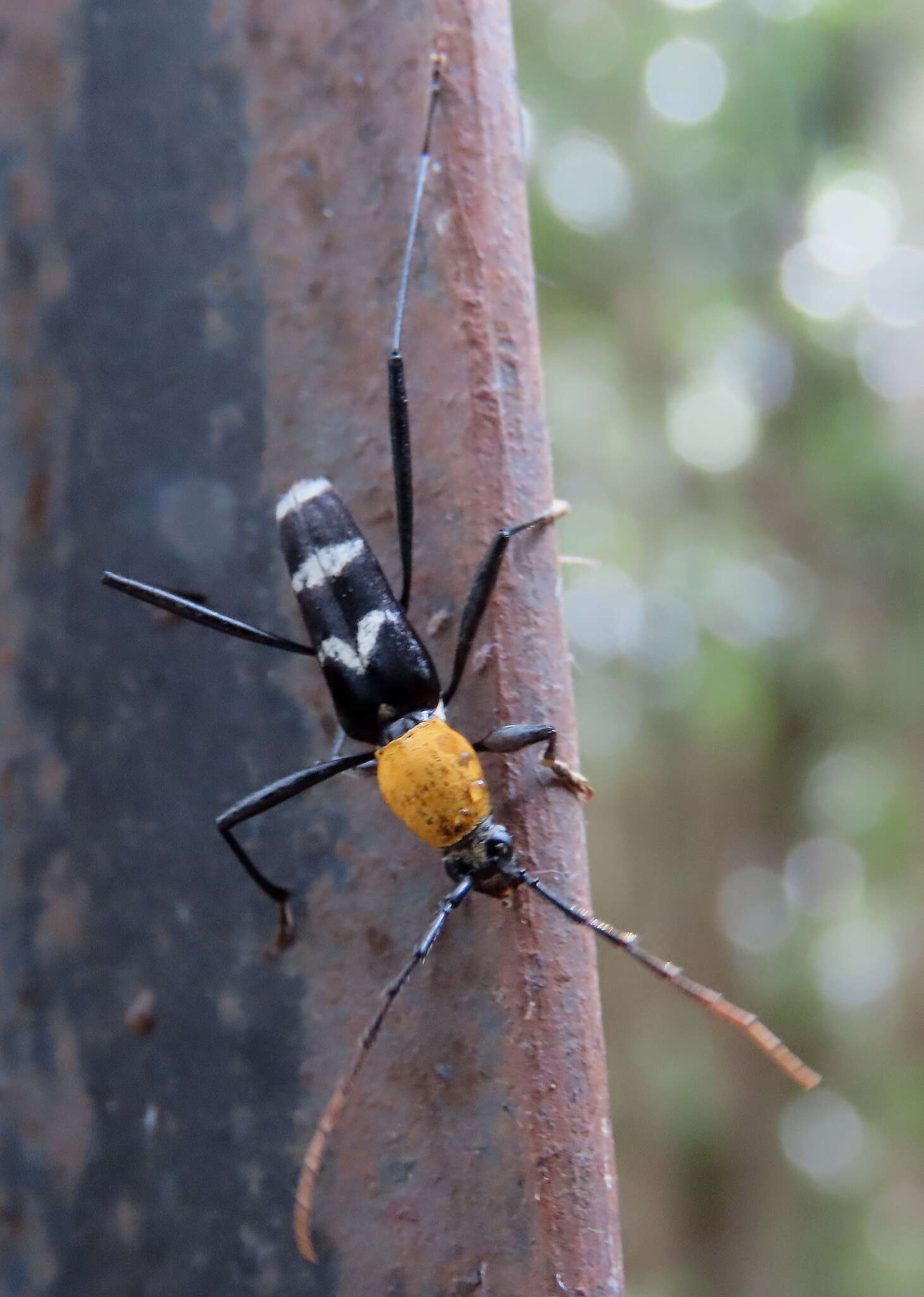 Image of Demonax chrysoderes (White 1855)