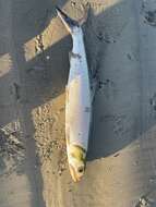 Image of Ladyfish