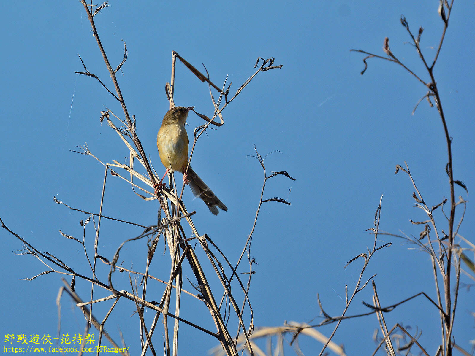 Plancia ëd Prinia inornata flavirostris (Swinhoe 1863)