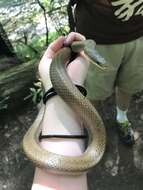 Image of Burrowing Ratsnake