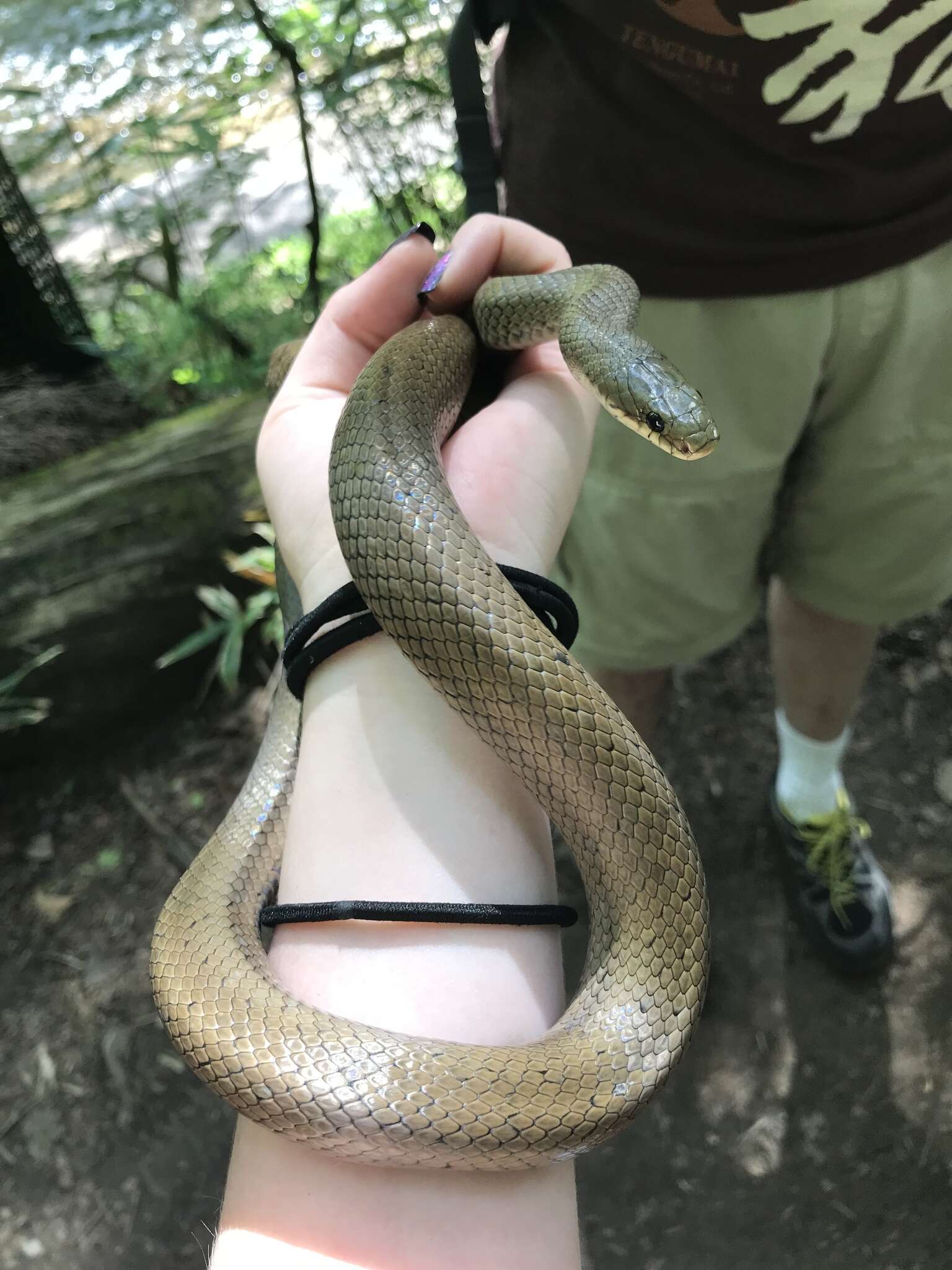 Image of Burrowing Ratsnake