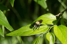 صورة Laphria flavicollis Say 1824