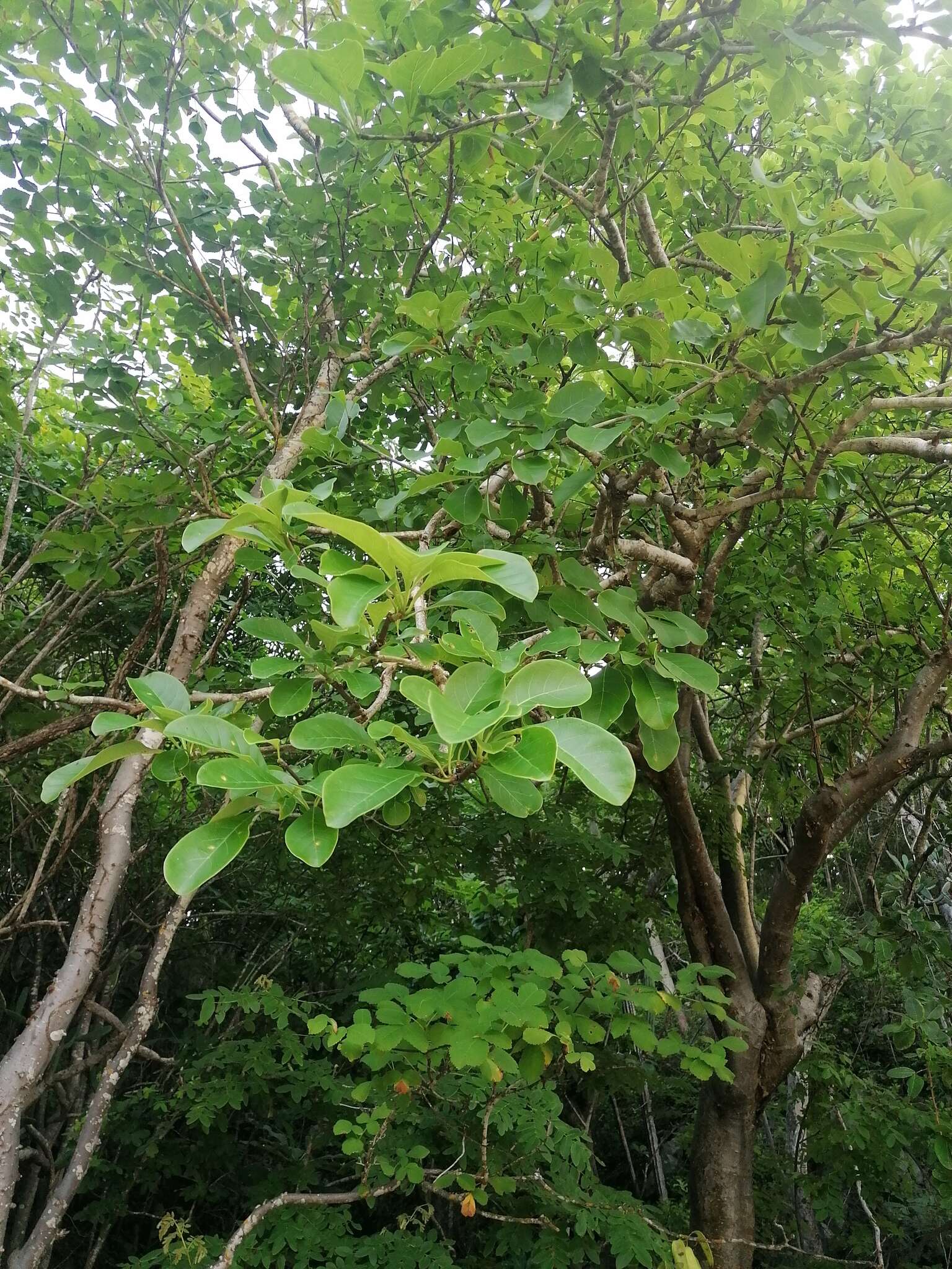 Image de Jatropha sympetala S. F. Blake & Standl.