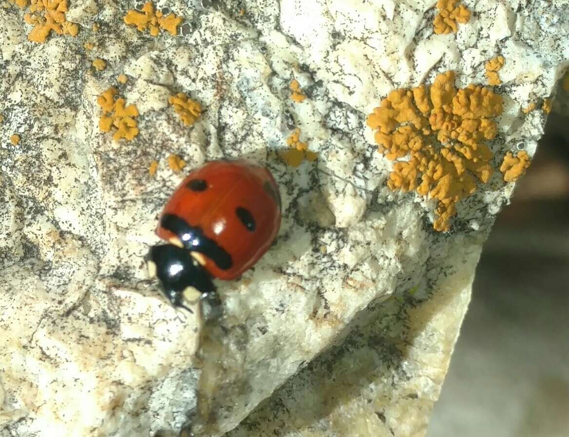 صورة Coccinella transversoguttata Faldermann 1835