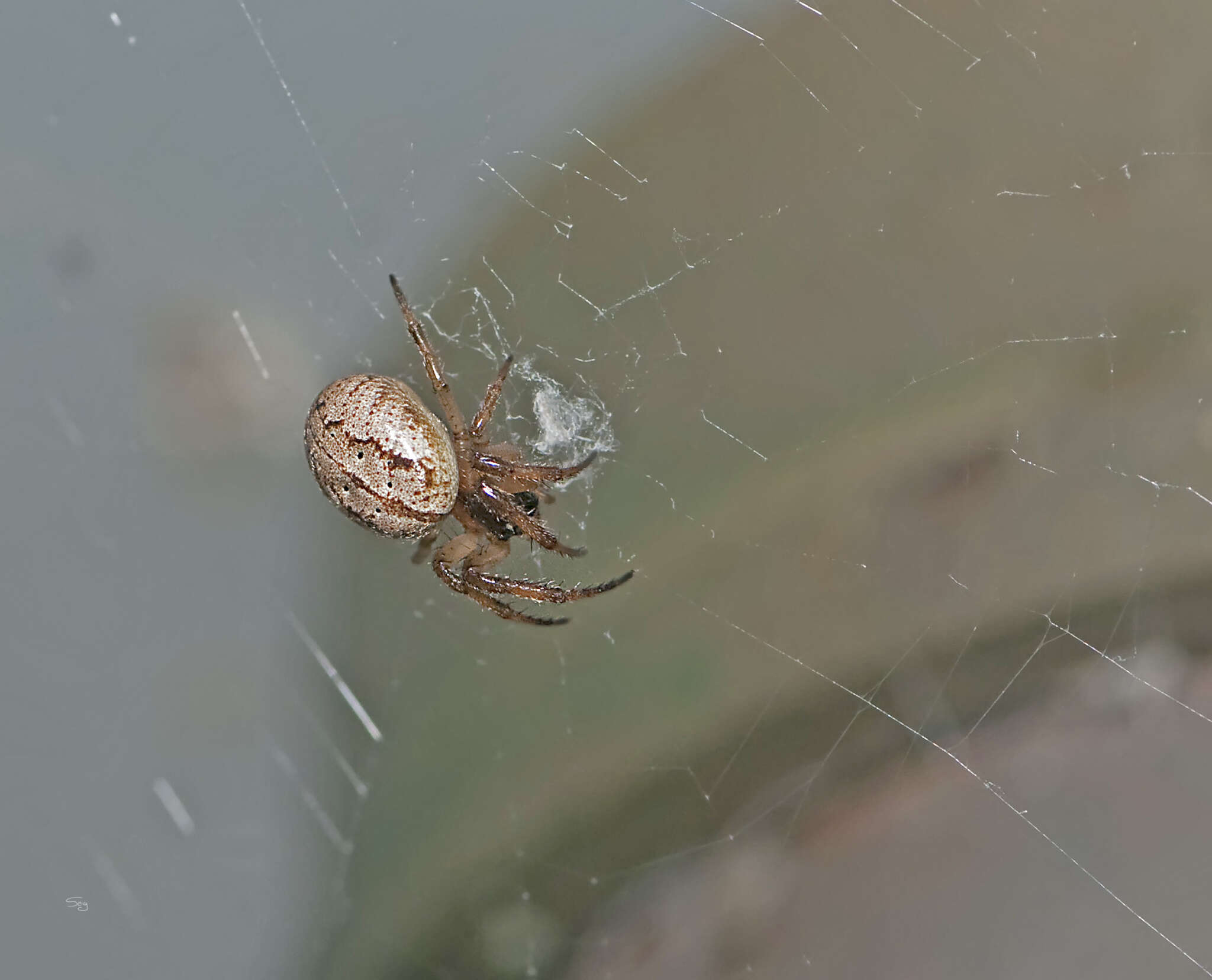 Imagem de Metazygia wittfeldae (McCook 1894)