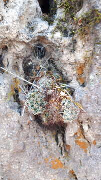 Mammillaria jaliscana subsp. jaliscana的圖片