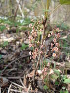 Image of red currant