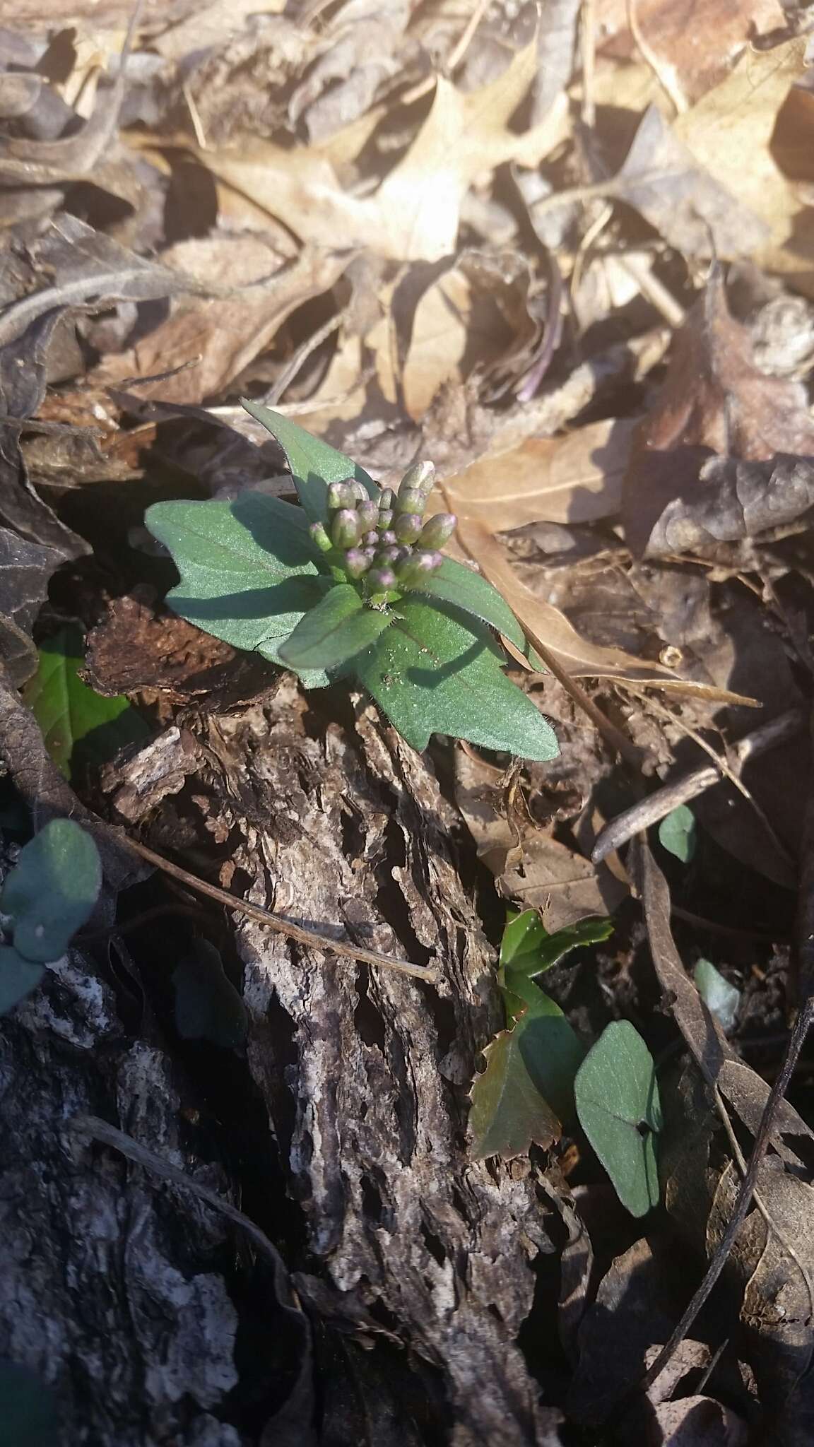 Image of Limestone Bittercress