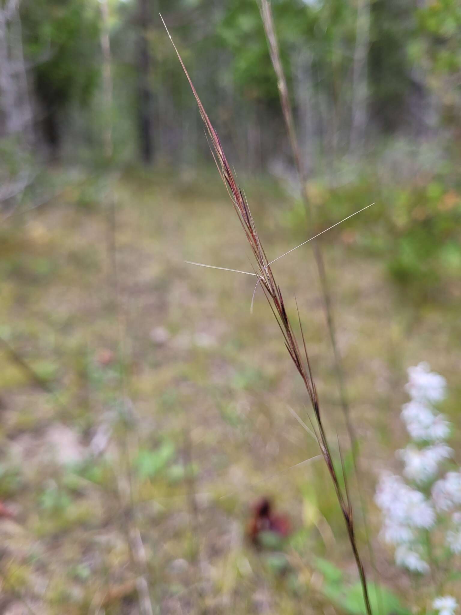 Imagem de Aristida longespica Poir.