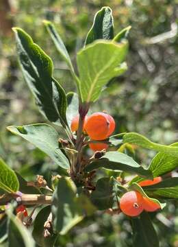 Image de Lonicera pyrenaica L.