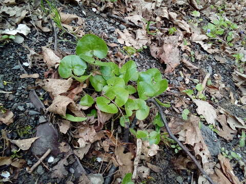 Image of Asarum europaeum subsp. europaeum