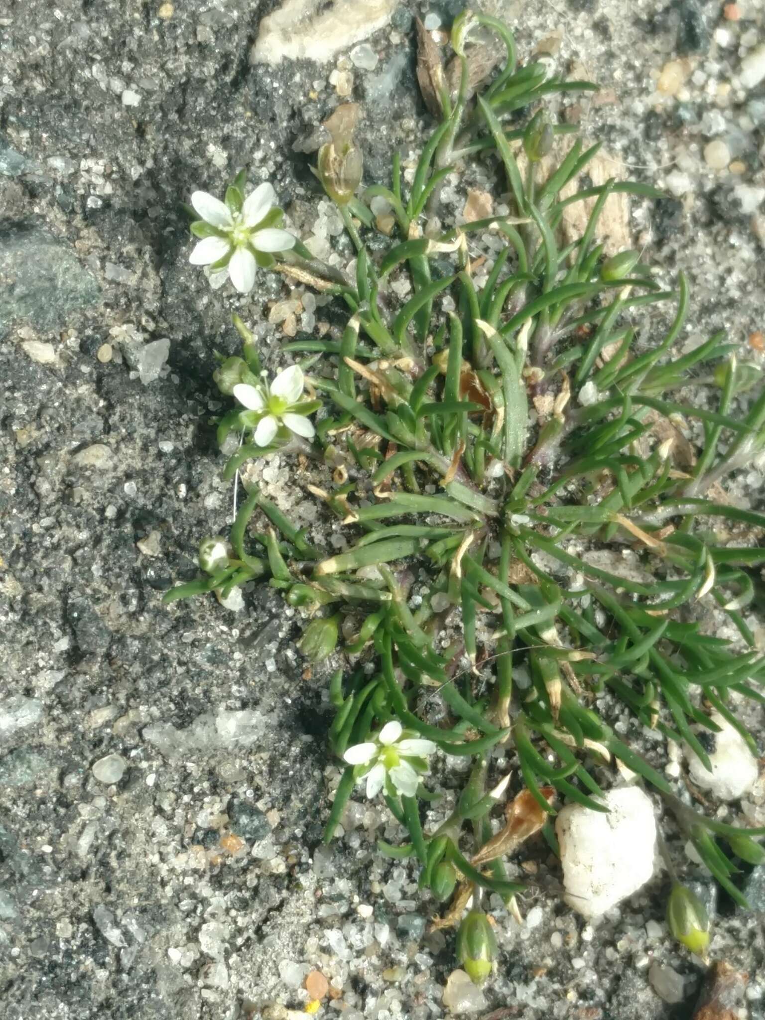 Imagem de Sagina decumbens (Ell.) Torr. & Gray