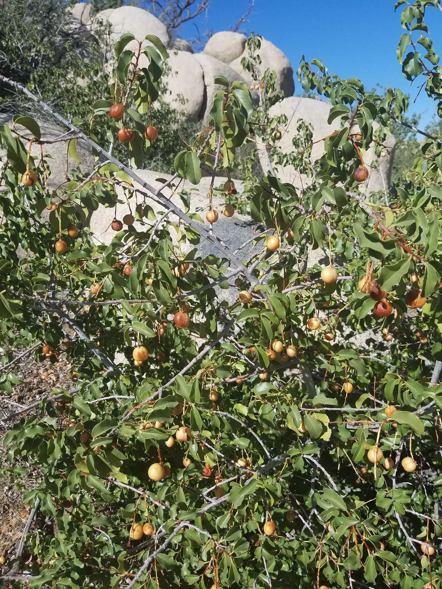 Plancia ëd Prunus ilicifolia subsp. ilicifolia