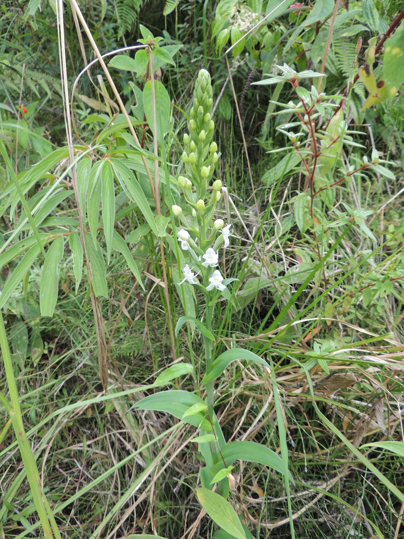 Слика од Habenaria monorrhiza (Sw.) Rchb. fil.